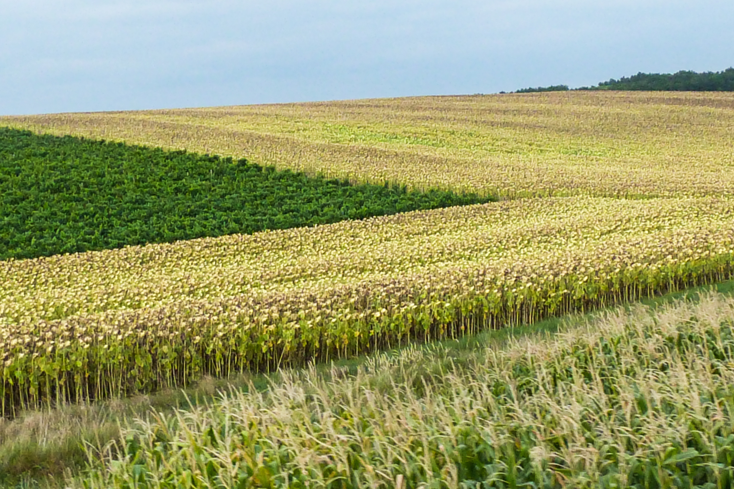 Reife Sonnenblumen neben grünem Mais – Streifenfelder